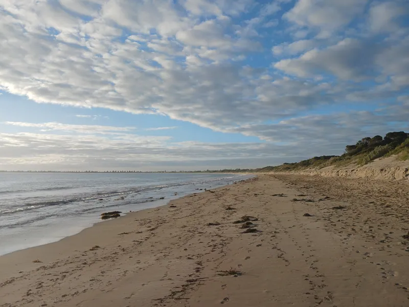 Dog Beach