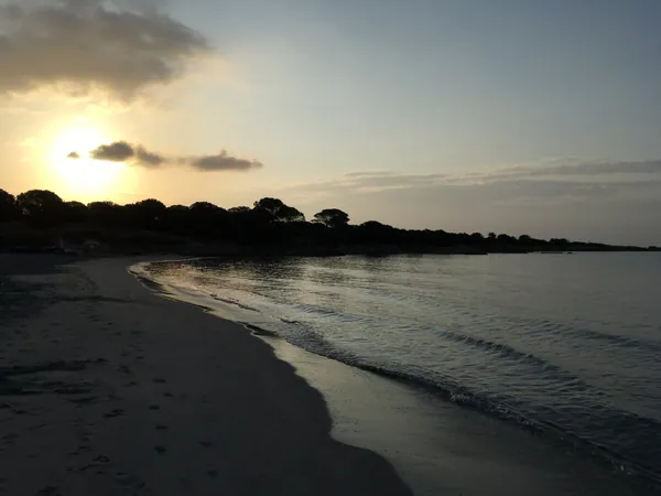 Dog Beach