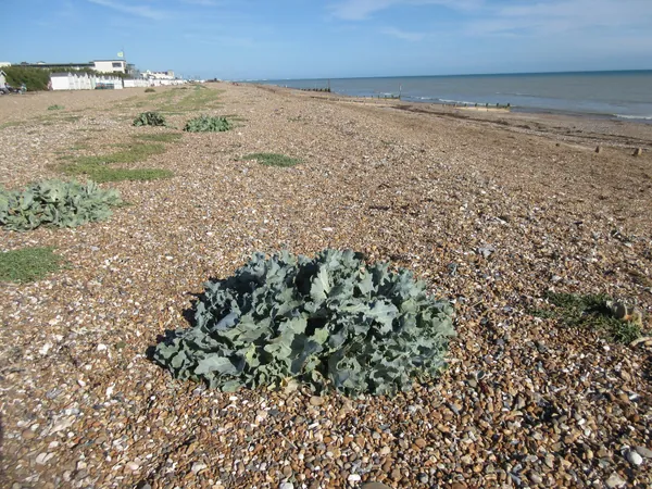 Goring-by-Sea Beach